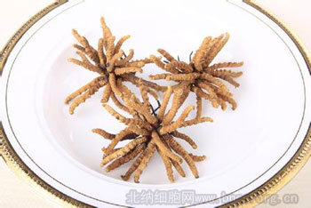 北纳创联冬虫夏草属