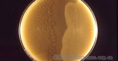 北纳创联产气荚膜梭菌