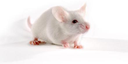 流感病毒感染小鼠模型