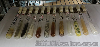 北纳创联猪霍乱沙门氏菌