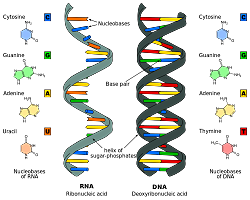 DNA/RNA提取与纯化