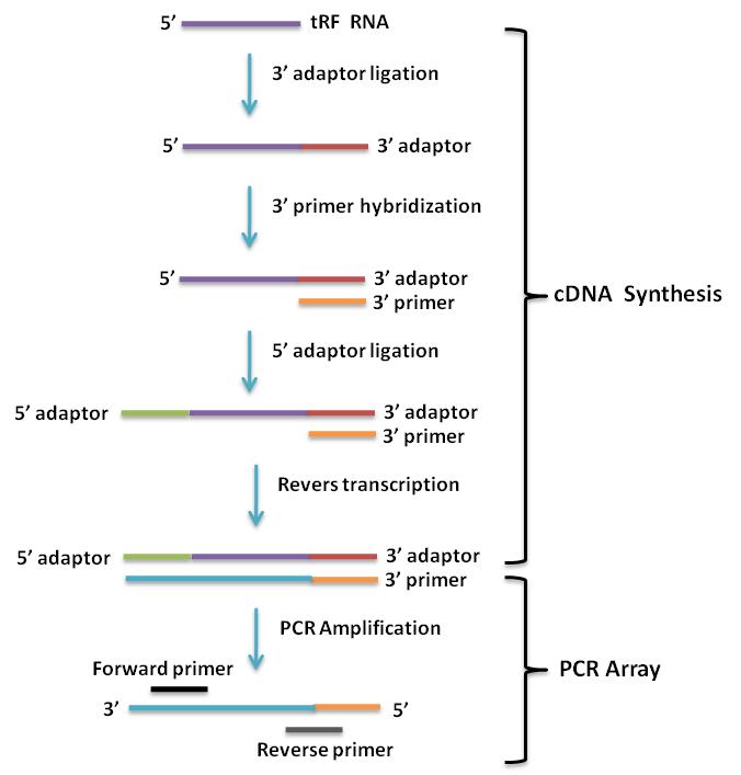 tRFs PCR芯片(Human Cancer tRF RNA PCR array)