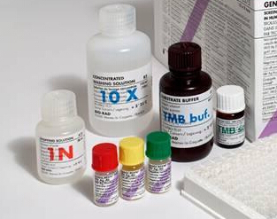 Kamiya 胱天蛋白酶-4抑制剂药物筛选试剂盒 Caspase-4 Inhibitor Drug Screening Kit(KT-136)