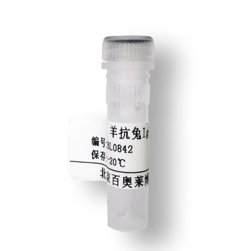 β-actin抗体(β肌动蛋白抗体) 一抗产品图