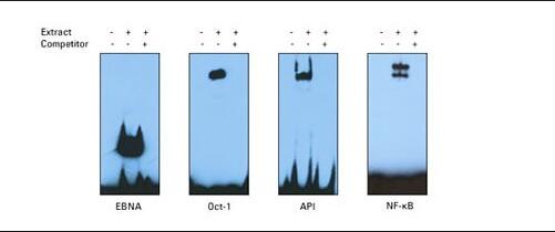 凝胶电泳迁移率实验
