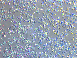 细胞生物学实验