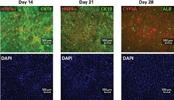 ES/ iPS干细胞向肝细胞分化试剂盒iPS Cell to Hepatocyte Differentiation System