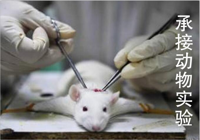 HBV小鼠动物模型