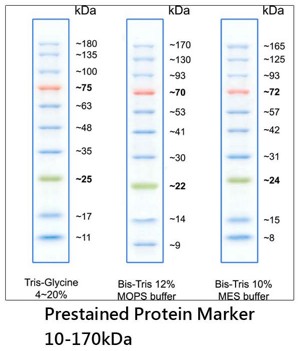 彩色蛋白质分子量标准(10-170kDa)