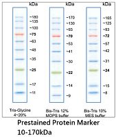 彩色蛋白质分子量标准(10-170kDa)