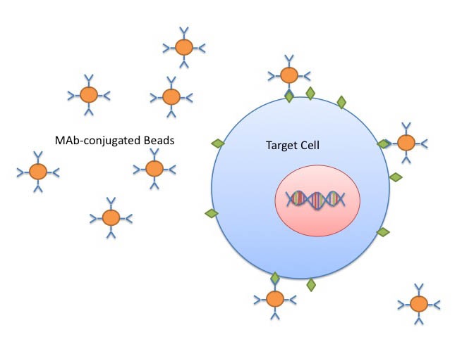 趋化因子 (C-X-Cmotif)受体4(CXCR4)稳定细胞系