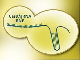 GenCrispr/Cas9 基因编辑相关产品