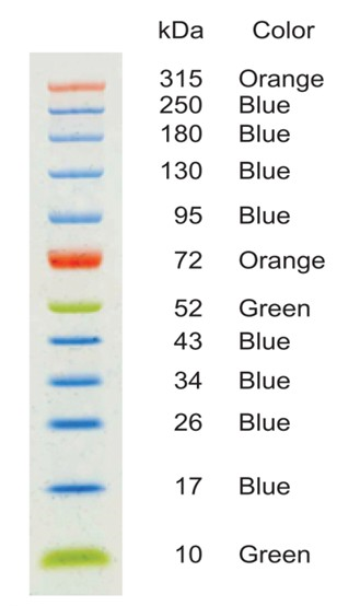 彩色蛋白质分子量标准(10-315kDa)