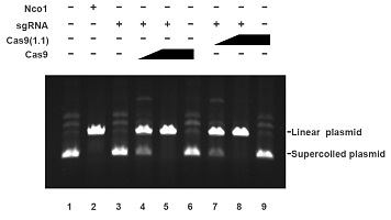 图尔思eSpCas9（1.1）蛋白