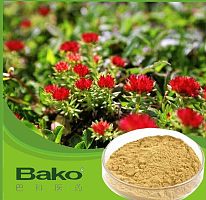 建阳红景天提取物价格，每公斤多少钱红景天提取物 巴科