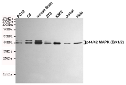 p44/42 MAPK Antibody