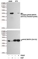 p44/42MAPK(p-Thr202/Tyr204)单抗