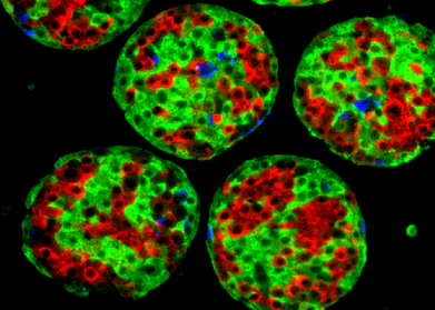3D细胞培养的新药研发