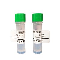 北京SET8 甲基转移酶多少钱