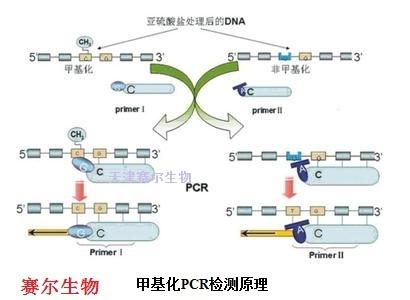 甲基化PCR检测服务