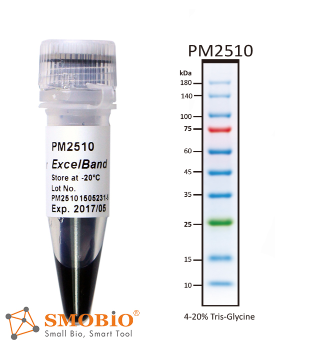 PM2510|ExcelBand 增强型三彩蛋白质常规分子量标记/ExcelBand Enhanced 3-color Regular Range Protein Marker|SMOBIO