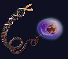 单细胞转录组测序（sc RNA-seq）