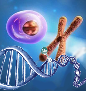 单细胞全基因组甲基化测序（scWGBS）