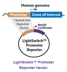 LightSwitch 启动子荧光素酶报告基因载体 32001