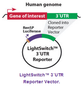lightSwitch 3´UTR 荧光素酶报告基因载体 32011