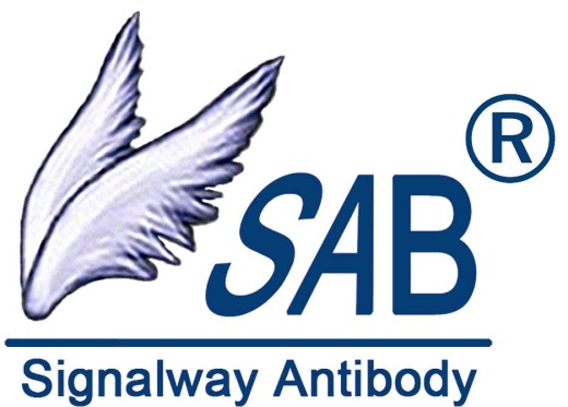 GST-Tag antibody