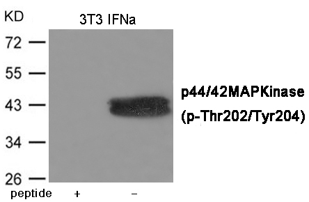 ERK1/2 (Phospho-Thr202/Tyr204) Antibody
