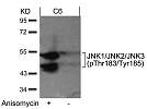 JNK1/JNK2/JNK3(phospho-Thr183/Tyr185) Antibody