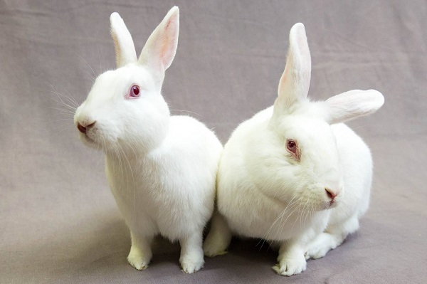 兔动物模型