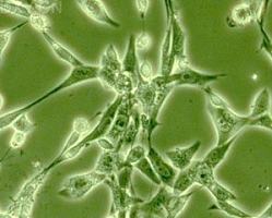 北纳生物ATCC48484|IJFM 7802