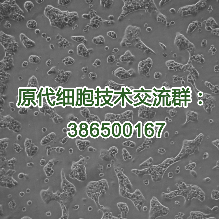 人肝实质细胞（技术服务）
