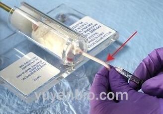 小鼠固定器，小鼠固定器，小鼠尾注射固定器