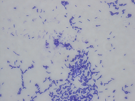 北纳创联|ATCCMYA-1420