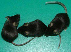 肥胖和2型糖尿病小鼠(B6.HRS(BKS)-Cpe/J)