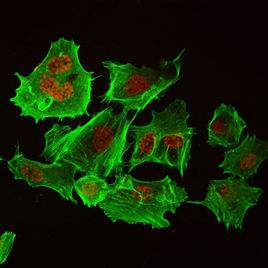 细胞免疫荧光检测