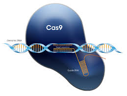 Cas9 (D10A/H840A) protein with NLS