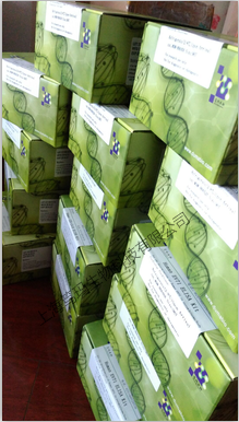 人单核细胞趋化蛋白3(MCP-3/CCL7)ELISA试剂盒产品图