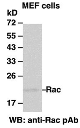 Anti Rac1 Rabbit Polyclonal Antibody