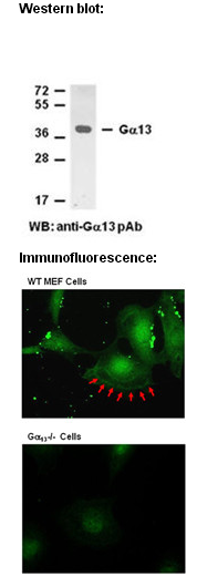 Anti Ga13 Rabbit Polyclonal Antibody