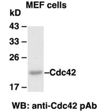  Anti Cdc42 Rabbit Polyclonal Antibody