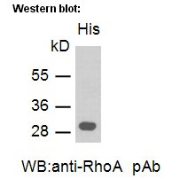 Anti RhoA Rabbit Polyclonal Antibody