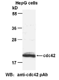 Anti Cdc42 Chicken Polyclonal Antibody