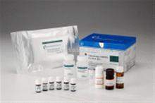 大鼠白介素11(IL11)ELISA试剂盒价格