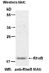 Anti-RheB Mouse Monoclonal Antibody