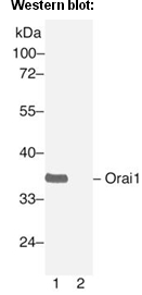  Anti Orai1 Rabbit Polyclonal Antibody (Orai1-L2)
