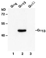Anti-Gα13 Mouse Monoclonal Antibody
